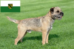 Read more about the article Border Terrier crescători și căței în Saxonia