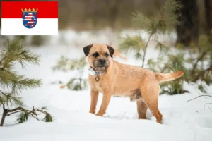 Read more about the article Border Terrier crescători și căței în Hessen