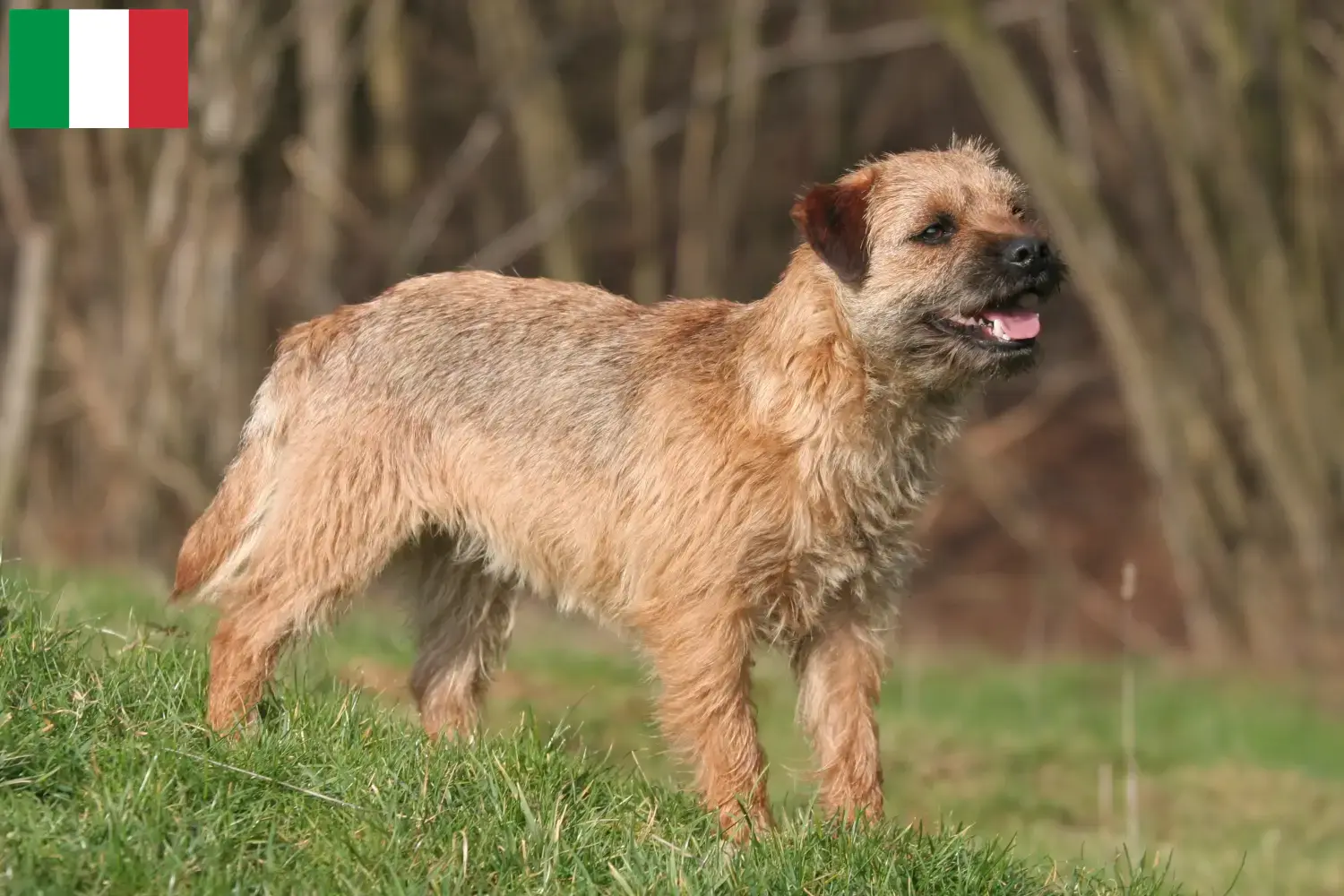 Read more about the article Border Terrier crescători și căței în Italia
