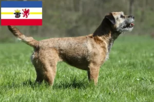 Read more about the article Crescători de Border Terrier și căței în Mecklenburg-Vorpommern