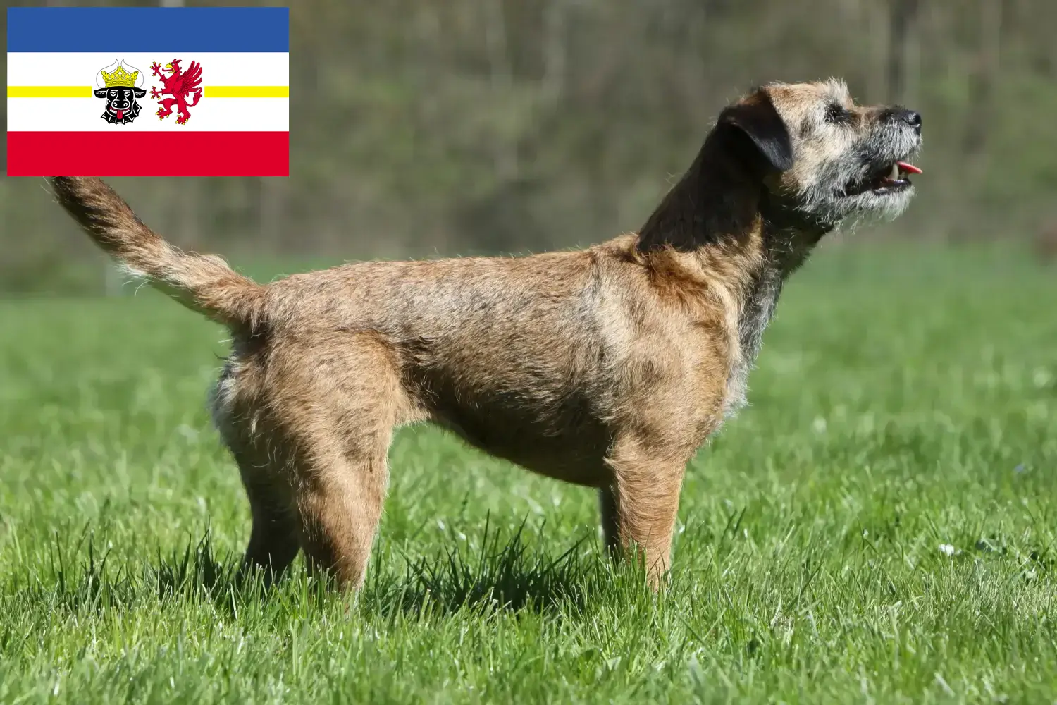 Read more about the article Crescători de Border Terrier și căței în Mecklenburg-Vorpommern