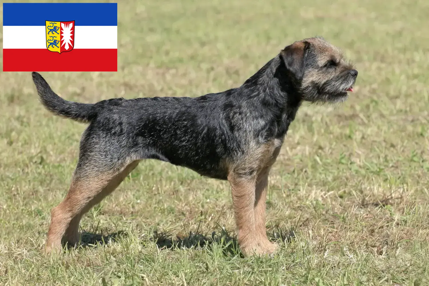 Read more about the article Border Terrier crescători și căței în Schleswig-Holstein