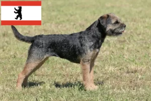 Read more about the article Border Terrier crescători și căței în Berlin