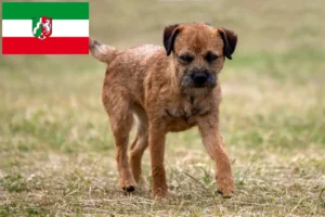 Read more about the article Crescători de Border Terrier și căței în Renania de Nord-Westfalia