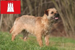 Read more about the article Border Terrier crescători și căței în Hamburg