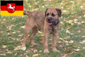 Read more about the article Crescători de Border Terrier și căței în Saxonia Inferioară