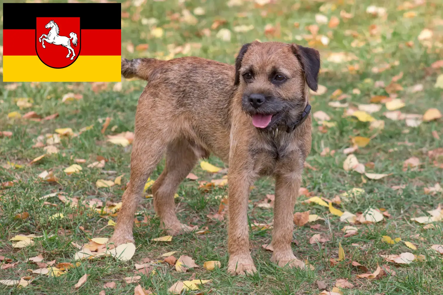Border Terrier cățeluși și crescători de câini Border Terrier Saxonia Inferioară Aici puteți găsi crescători de Border Terrier în Saxonia Inferioară.