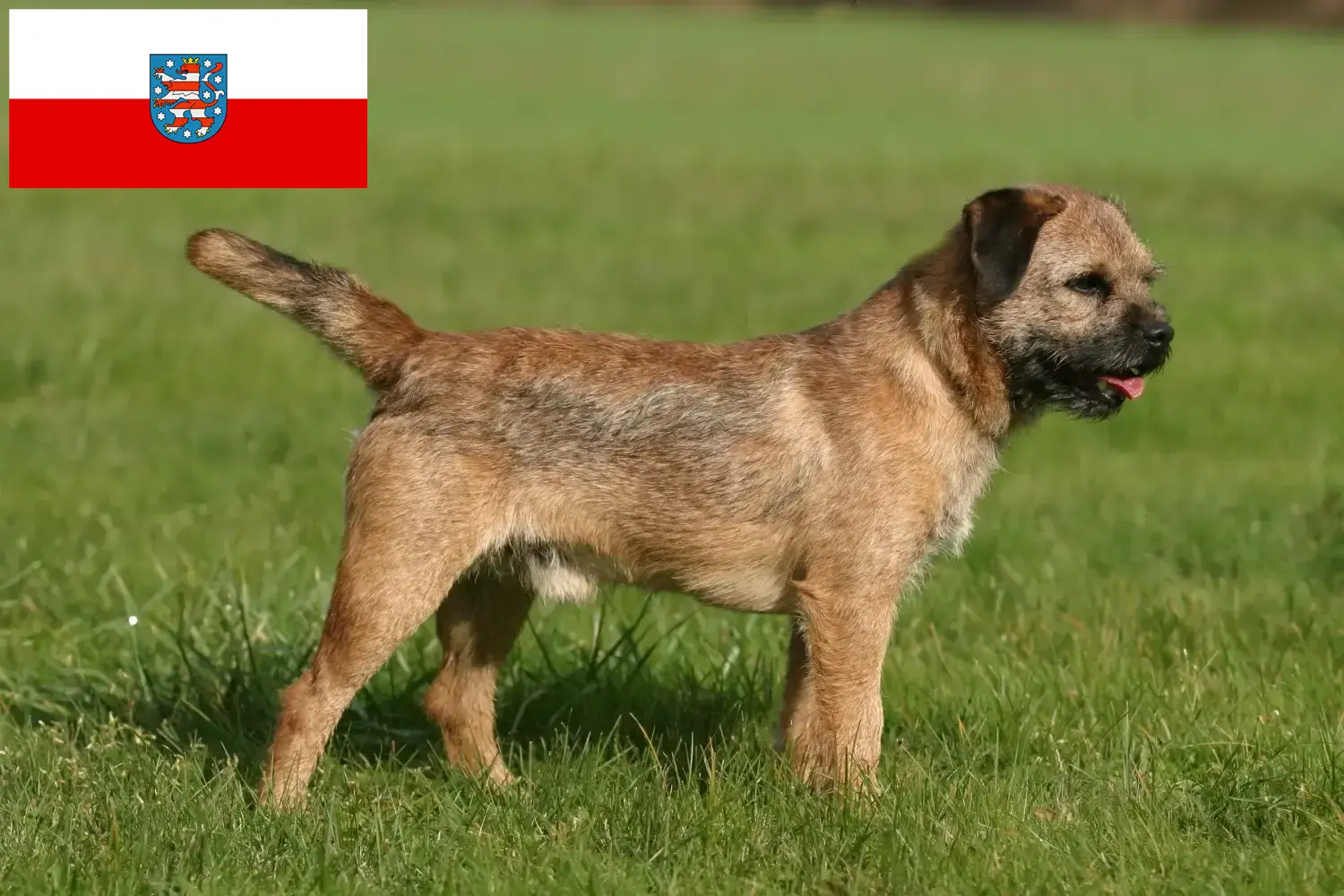 Read more about the article Border Terrier crescători și căței în Thuringia