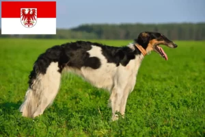 Read more about the article Borzoi crescători și căței în Brandenburg