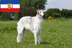 Read more about the article Borzoi crescători și căței în Schleswig-Holstein