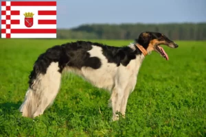 Read more about the article Borzoi crescători și căței în Bremen
