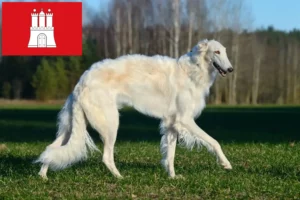 Read more about the article Borzoi crescători și căței în Hamburg