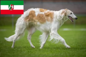 Read more about the article Borzoi crescători și căței în Renania de Nord-Westfalia