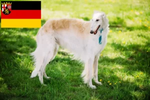 Read more about the article Borzoi crescători și căței în Renania-Palatinat