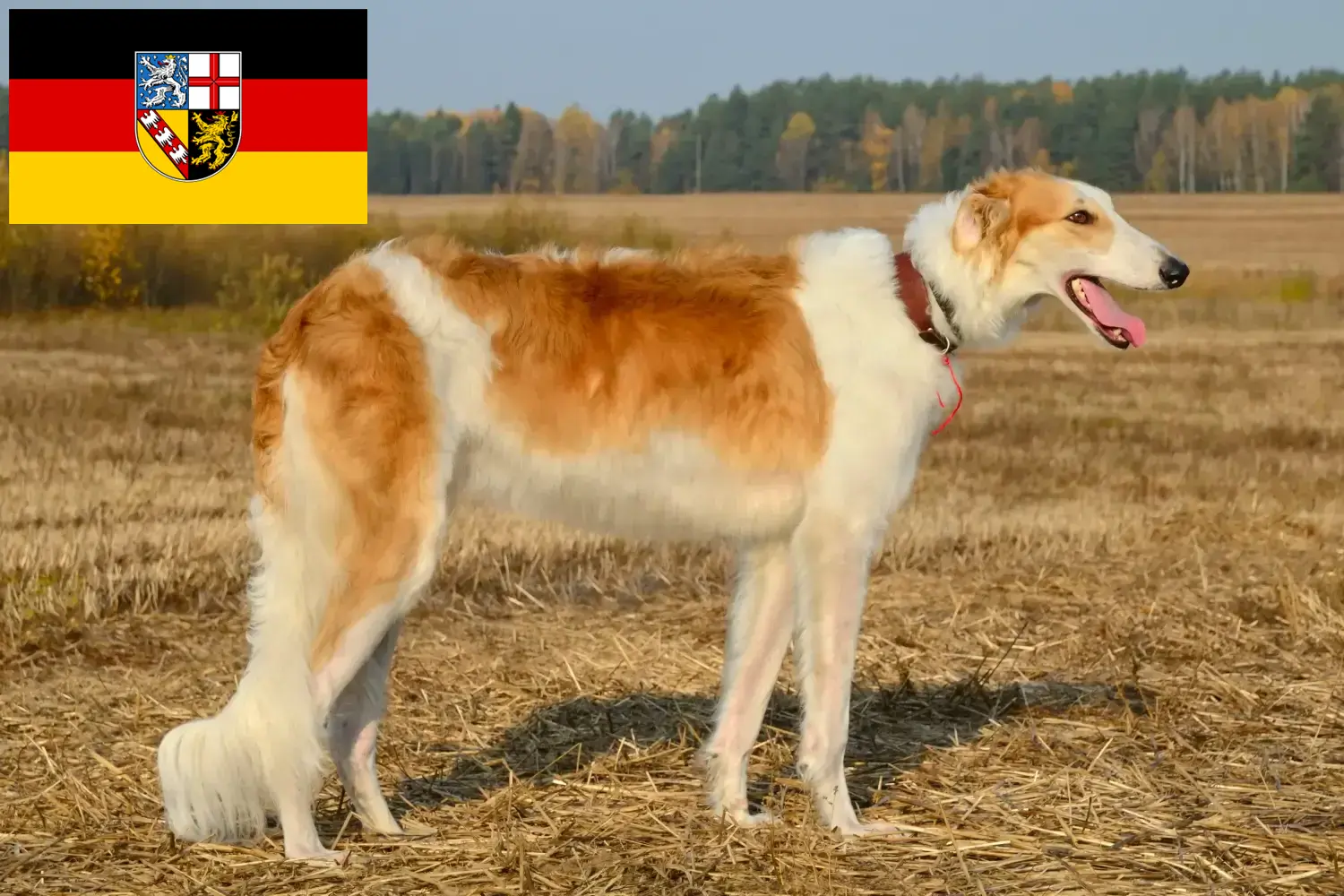 Borzoi căței și crescător Saarland Aici puteți găsi crescători de Borzoi în Saarland.