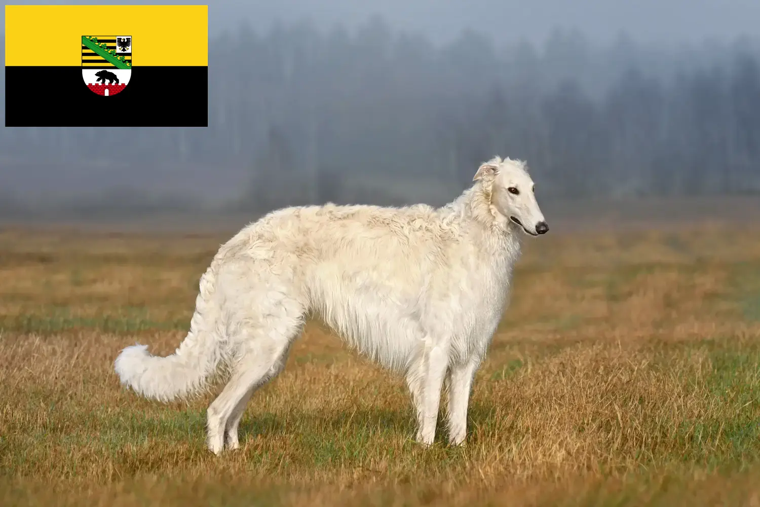 Read more about the article Borzoi crescători și căței în Saxonia-Anhalt