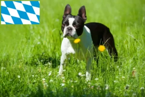 Read more about the article Boston Terrier crescători și căței în Bavaria