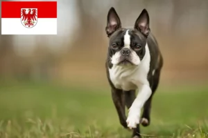 Read more about the article Boston Terrier crescători și căței în Brandenburg