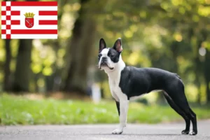Read more about the article Boston Terrier crescători și căței în Bremen