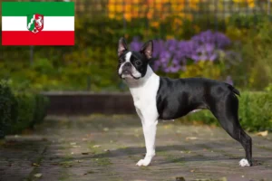 Read more about the article Boston Terrier crescători și căței în Renania de Nord-Westfalia