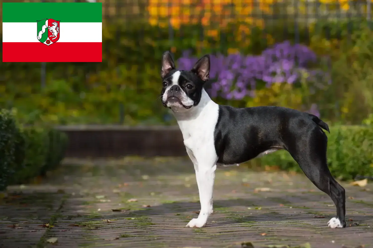 Read more about the article Boston Terrier crescători și căței în Renania de Nord-Westfalia