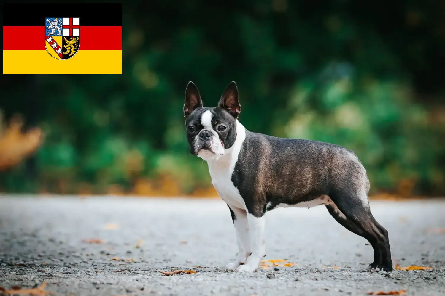 Read more about the article Boston Terrier crescători și căței în Saarland