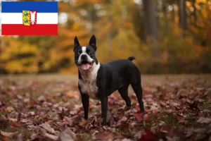 Read more about the article Boston Terrier crescători și căței în Schleswig-Holstein