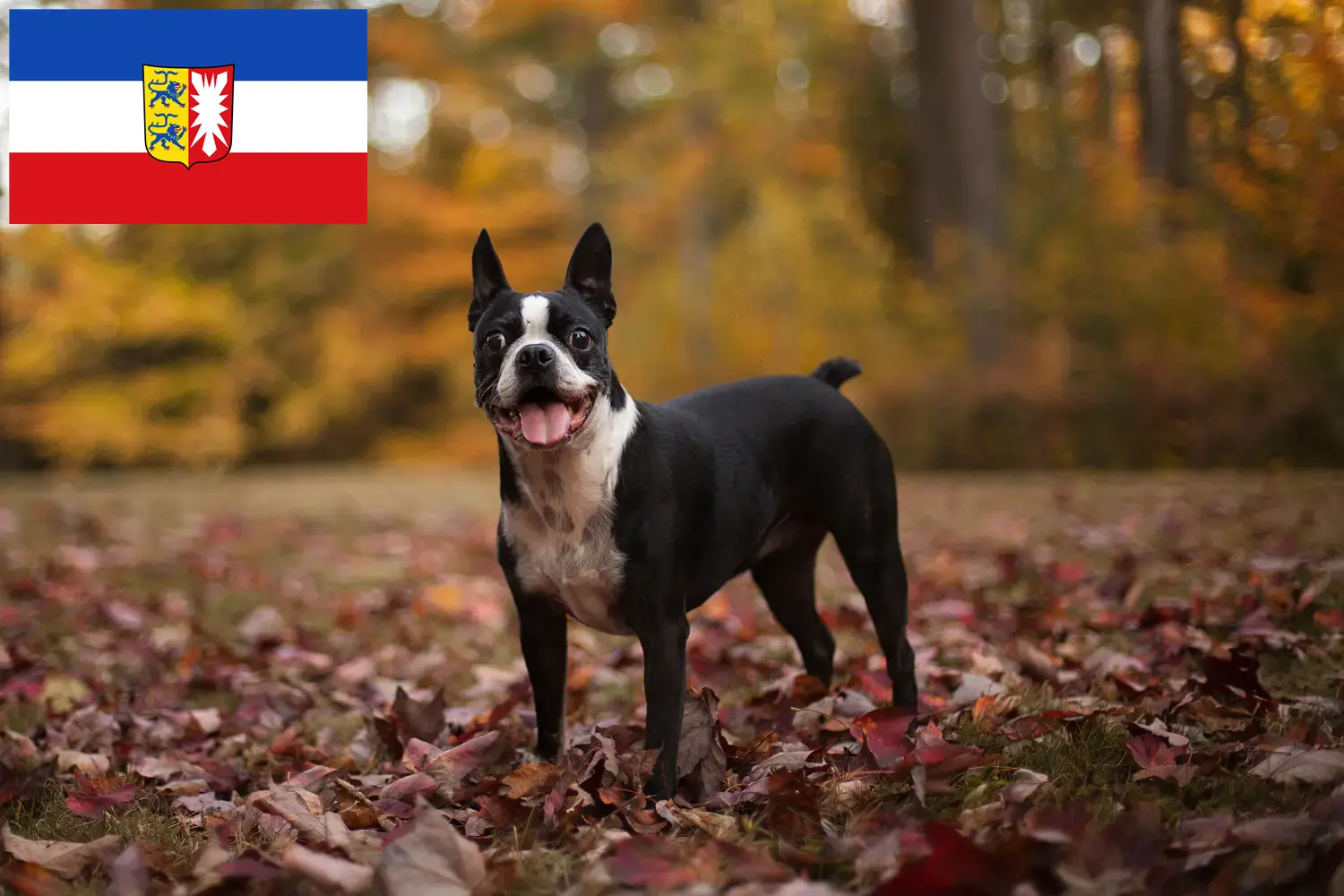 Read more about the article Boston Terrier crescători și căței în Schleswig-Holstein
