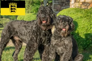 Read more about the article Bouvier des Flandres crescători și căței în Baden-Württemberg