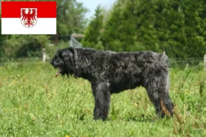 Read more about the article Bouvier des Flandres crescători și căței în Brandenburg