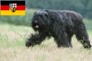 Read more about the article Bouvier des Flandres crescători și căței în Saarland
