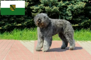 Read more about the article Bouvier des Flandres crescători și căței în Saxonia
