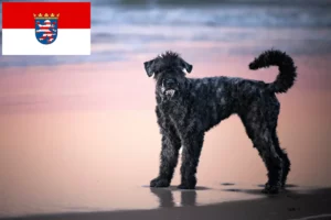 Read more about the article Bouvier des Flandres crescători și căței în Hessen