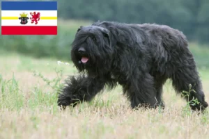 Read more about the article Bouvier des Flandres crescători și căței în Mecklenburg-Vorpommern