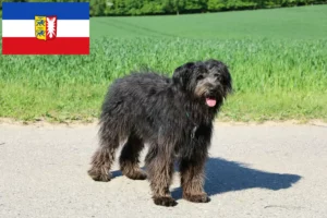 Read more about the article Bouvier des Flandres crescători și căței în Schleswig-Holstein