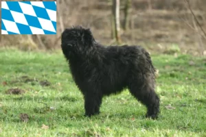 Read more about the article Bouvier des Flandres crescători și căței în Bavaria