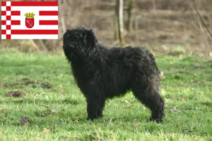Read more about the article Bouvier des Flandres crescători și căței în Bremen