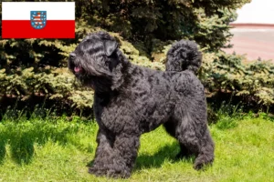 Read more about the article Bouvier des Flandres crescători și căței în Thuringia
