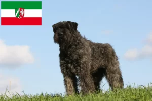 Read more about the article Bouvier des Flandres crescători și căței în Renania de Nord-Westfalia