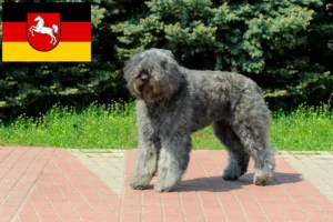 Read more about the article Bouvier des Flandres crescători și căței în Saxonia Inferioară