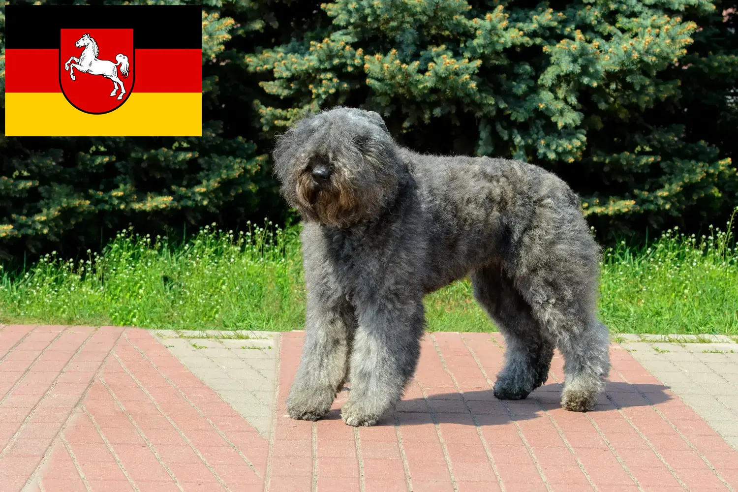 Bouvier des Flandres cățeluși și crescători de animale Saxonia Inferioară Aici veți găsi crescători de Bouvier des Flandres în Saxonia Inferioară.