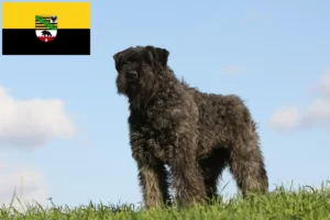 Read more about the article Bouvier des Flandres crescători și căței în Saxonia-Anhalt