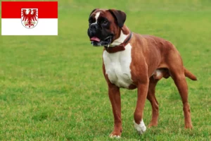 Read more about the article Boxer crescători și căței în Brandenburg