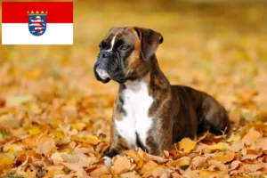 Read more about the article Boxer crescători și căței în Hessen