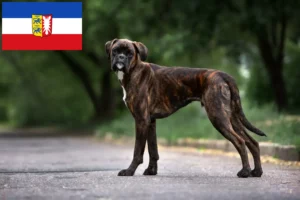 Read more about the article Boxer crescători și căței în Schleswig-Holstein