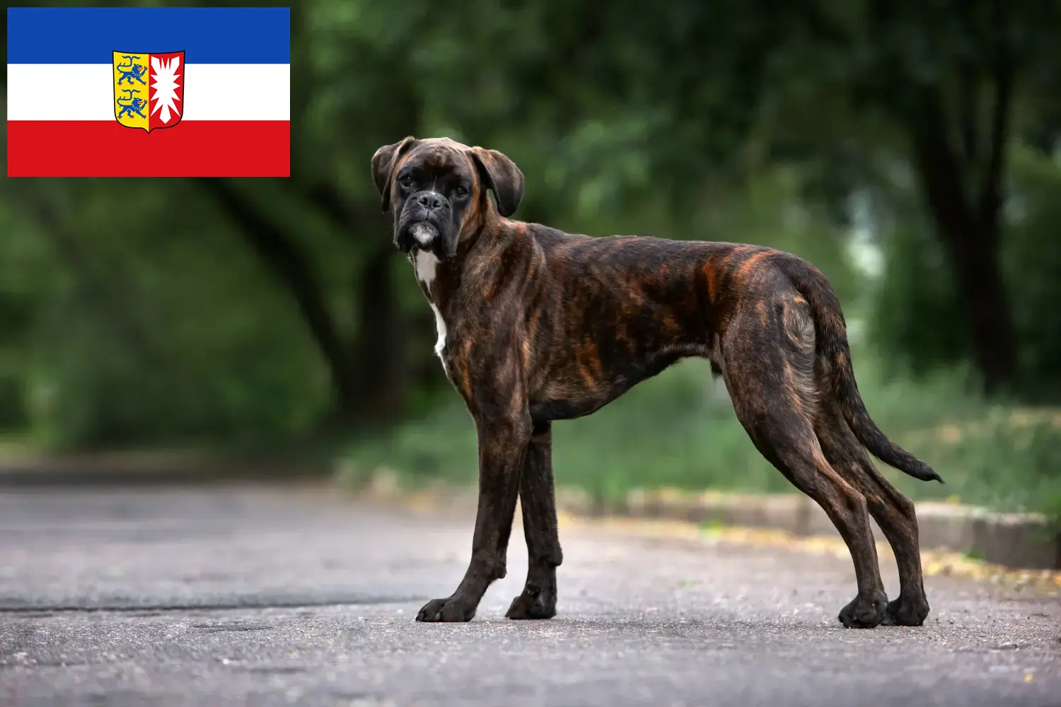 Read more about the article Boxer crescători și căței în Schleswig-Holstein