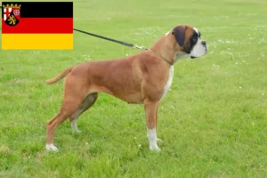 Read more about the article Boxer crescători și căței în Renania-Palatinat