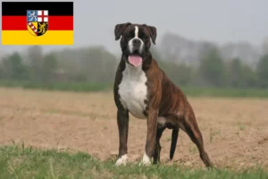 Read more about the article Boxer crescători și căței în Saarland