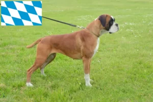 Read more about the article Boxer crescători și căței în Bavaria