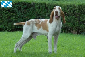 Read more about the article Bracco Italiano crescători și căței în Bavaria